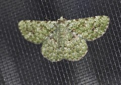 Aeolochroma viridicata