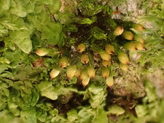 Orthotrichum stramineum