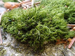 Paraleucobryum longifolium