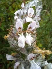 Stachys germanica