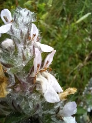 Stachys germanica