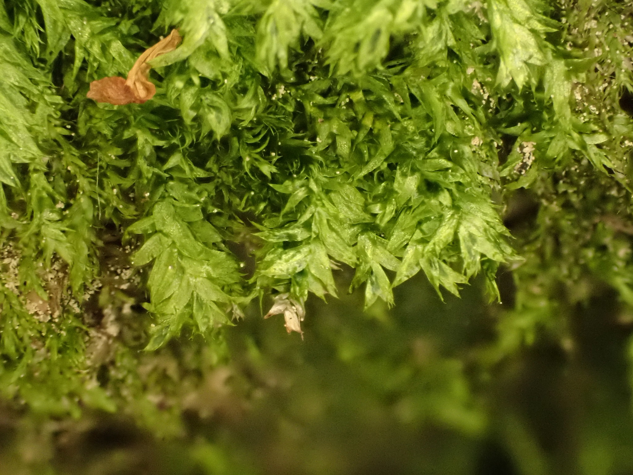 Plagiothecium laetum W.P.Schimper, 1851