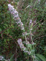 Stachys germanica