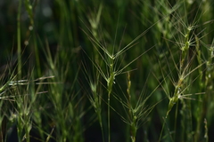 Aegilops biuncialis