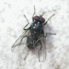 Morellia simplex