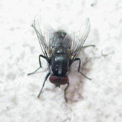 Morellia simplex