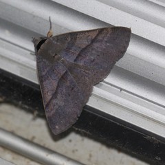 Ophyx eurrhoa