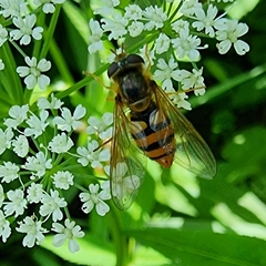 Eupeodes latifasciatus