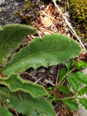 Hieracium amplexicaule