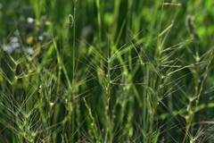 Aegilops biuncialis