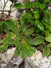 Hieracium amplexicaule