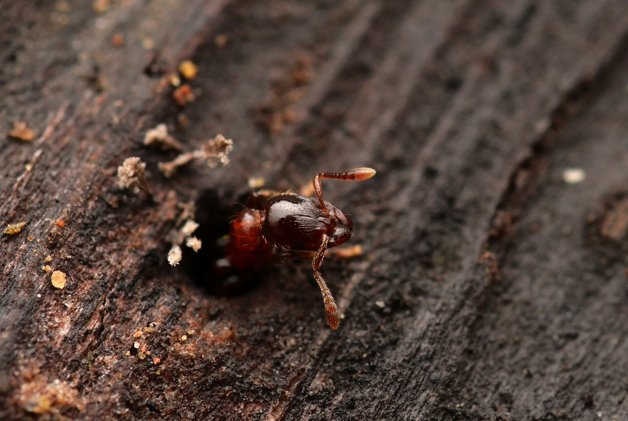 Podomyrma minor