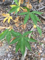 Aesculus glabra arguta