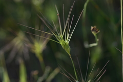 Aegilops neglecta