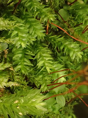 Plagiothecium nemorale