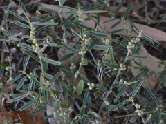 Indigofera linifolia