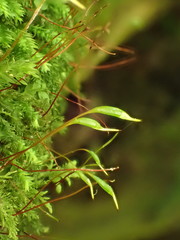 Plagiothecium nemorale