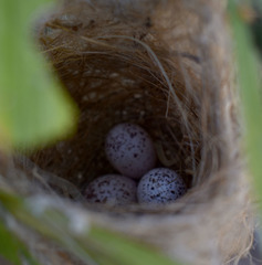 Ptilotula flavescens