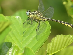 Gomphus simillimus