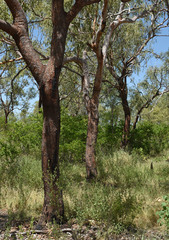 Corymbia pocillum