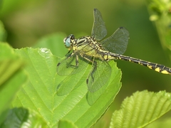 Gomphus simillimus