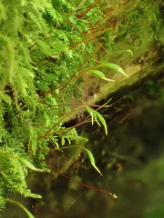 Plagiothecium nemorale