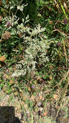 Poa arachnifera