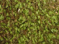 Fissidens gracilifolius