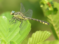 Gomphus simillimus