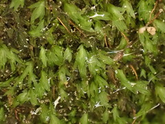 Fissidens gracilifolius