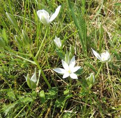 Ornithogalum orthophyllum