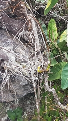 Tillandsia streptocarpa