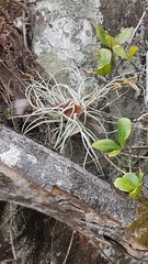 Tillandsia streptocarpa