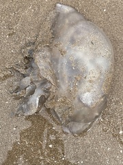 Rhizostomatidae