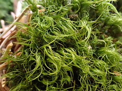 Paraleucobryum longifolium