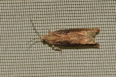 Eucosma balatonana