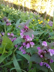 Lamium maculatum