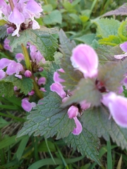 Lamium maculatum