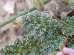 Erodium lebelii