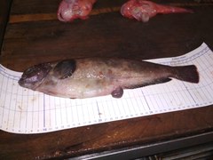 Zaprora silenus