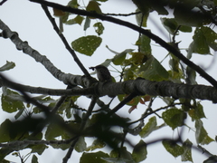 Certhia brachydactyla