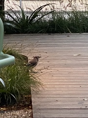 Cyanocitta cristata bromia