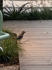 Cyanocitta cristata bromia