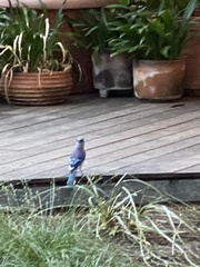 Cyanocitta cristata bromia