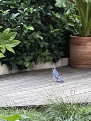 Cyanocitta cristata bromia