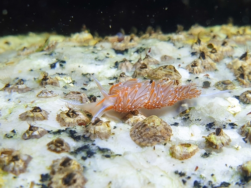 エムラミノウミウシ