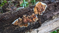 Heterobasidion orientale