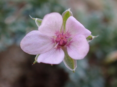 Erodium lebelii