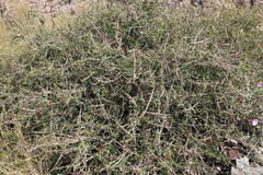 Periploca laevigata angustifolia