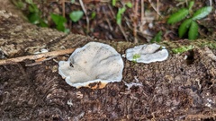 Heterobasidion orientale